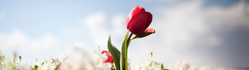 Red Tulip, White flowers, 5K, Bloom, Spring flowers, Netherlands
