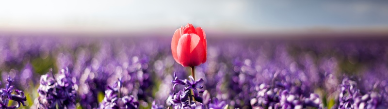 Red Tulip, Purple Flowers, Hyacinth, 5K, Bloom, Spring flowers, Netherlands, Daylight