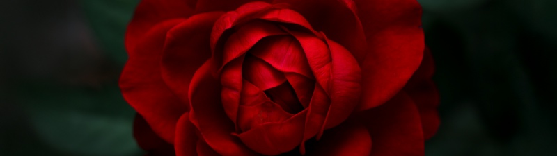 Velvet Rose, 8K, Rose Petals, Red Roses, 5K, Closeup Photography