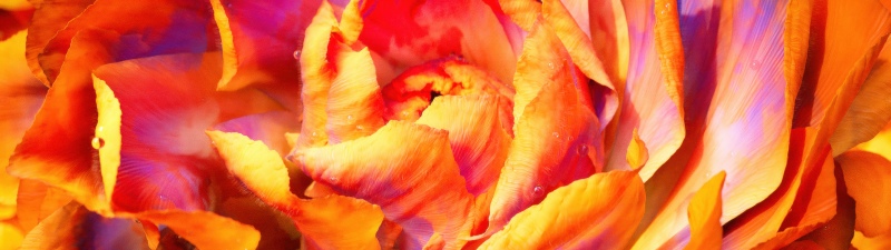 Peony, Macro, Orange aesthetic, 5K, Closeup Photography, Bloom