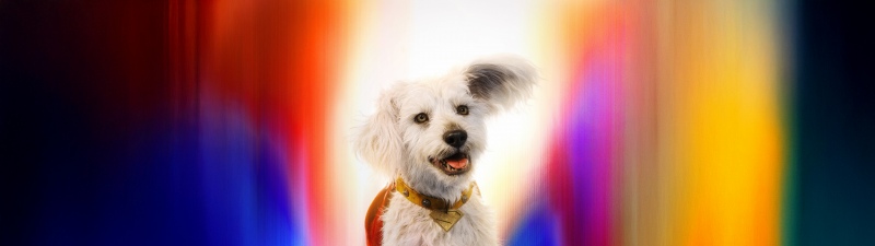 Krypto, Superdog, Superman, 2025 Movies, 5K, 8K