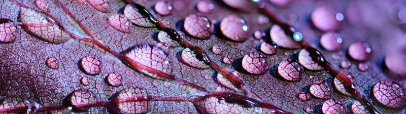 Purple leaf, Dew Drops, Macro, Droplets, 5K