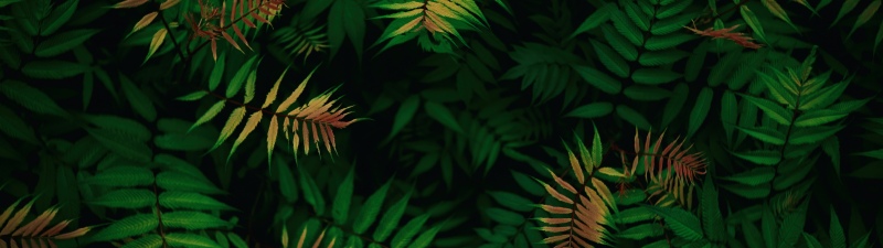 Green leaves, Foliage, Dark green, Tropical, Lush green field, Patterns, 5K, 8K