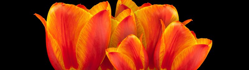 Orange tulips, Black background, Spring flowers, Colorful, Blossom