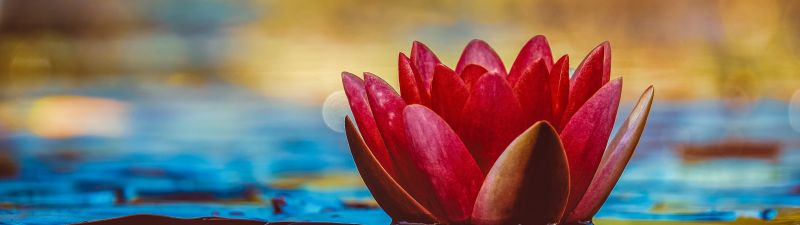 Water Lily, Red flower, Reflection, Aquatic Plant, 5K