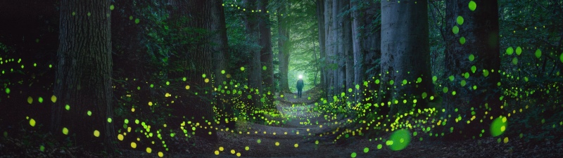 Mystical Forest, Fireflies, Night photography, Glowing, Light, Netherlands