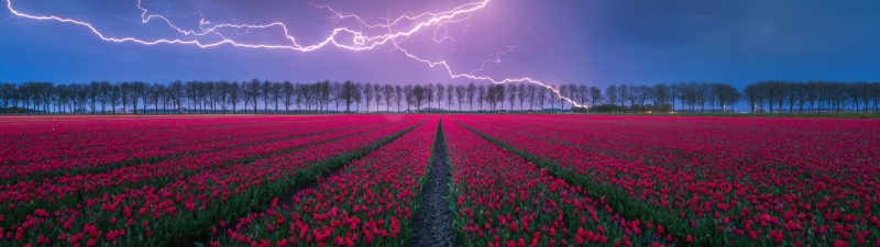 Red Tulips, Lightning Strike, Thunderstorm, Tulip Field, Night, Countryside, Aesthetic