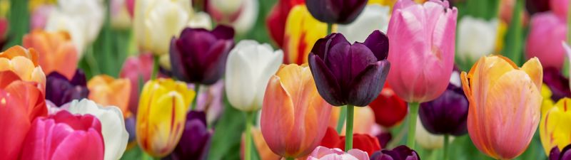 Tulip flowers, Multicolor, Colorful, Tulips field, Purple, Pink, Beautiful, Flower garden, 5K