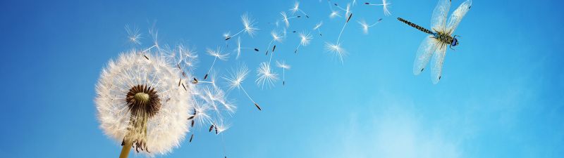 Dandelion flower, White, Dragonflies, Blue Sky, Insects, Blue background, Sky view