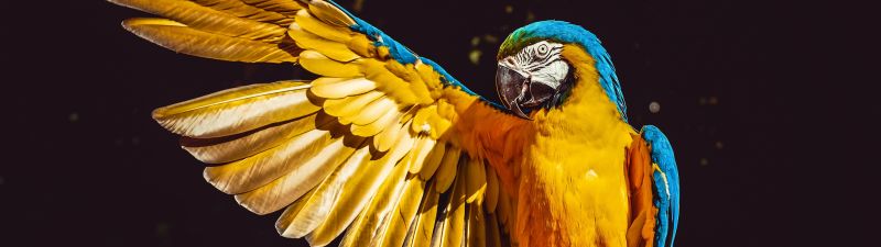 Yellow Macaw, Bird, Colorful, Parrot, Black background, 5K