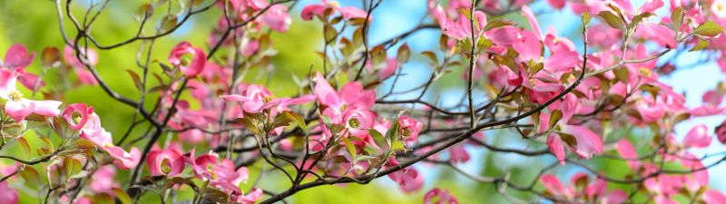 Pink flowers, Spring, Bokeh, Beautiful, Green, Bloom, 5K