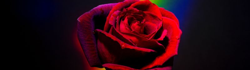 Red Rose, Black background, Rainbow, Closeup, Blossom, Colorful, 5K