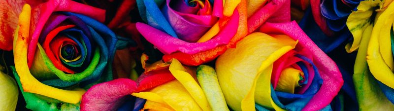 Multicolor Roses, Colorful, Floral, Rose flower, Closeup, Blossom, Rainbow colors, 5K
