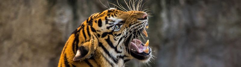 Bengal Tiger, Roaring, Big cat, Wild animal, Predator, Closeup, 5K