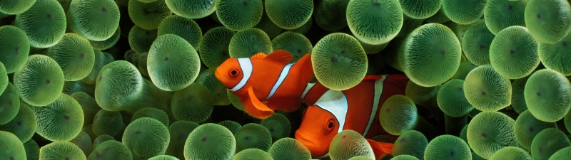 OS X Leopard, Clownfish, Mac OS X, Stock, 5K