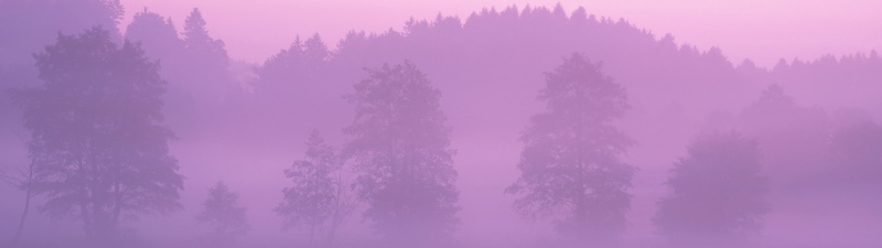 OS X Lion, Pink aesthetic, Foggy forest, Mac OS X, Stock, 5K