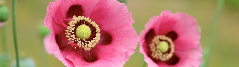 OS X Lion, Poppies, Mac OS X, Stock, 5K, Poppy flowers