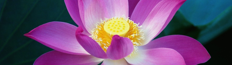 OS X Lion, Lotus flower, Pink flowers, Water Lily, Mac OS X, Stock, 5K