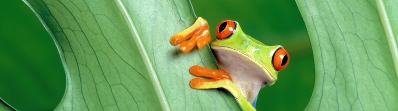 OS X Mountain Lion, Frog, Green leaf, Mac OS X, Stock, 5K