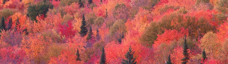 OS X Mountain Lion, Autumn Forest, Trees, Foliage, Mac OS X, Stock, 5K, Aerial view