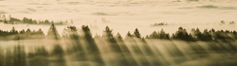 OS X Mavericks, Foggy forest, 5K, Sunrise, Trees, Sunlight, Mac OS X