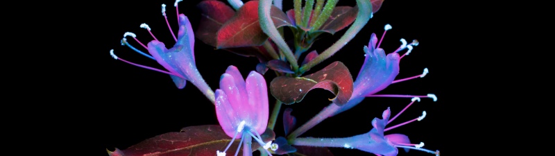 macOS Mojave, Honeysuckle, Floral designs, Black background, 5K, AMOLED, Glowing