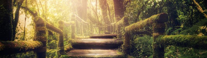 Wooden stairs, Forest, Jungle, Green Trees, Sunlight, Wooden Planks, 5K