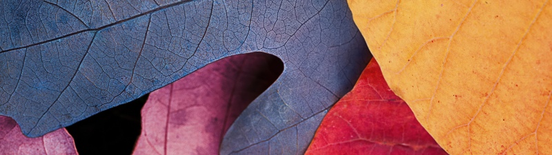 Fall, Autumn leaves, Fall Foliage, 5K, Colorful, Vibrant