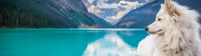 White Dog, Mountains, Lake Louise, Clouds, Pet, Water, Blue, 5K