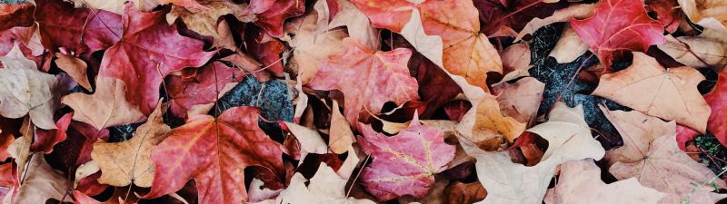 Maple leaves, Purple, Daytime, Fallen Leaves, Foliage, Autumn leaves