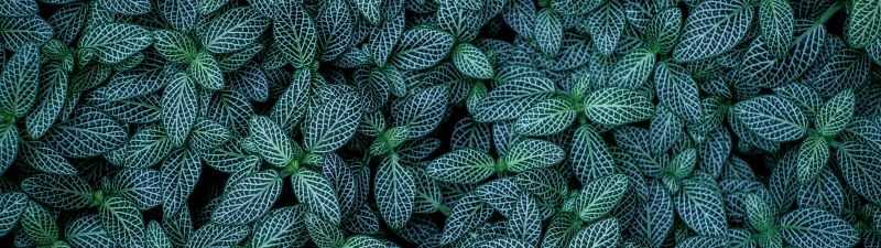 Green leaves, Plants, Leaf Background, Pattern, Closeup, Aesthetic, 5K