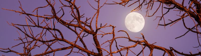 Twilight Moon, Night, Tree Branches, Sky view, Aesthetic, 5K