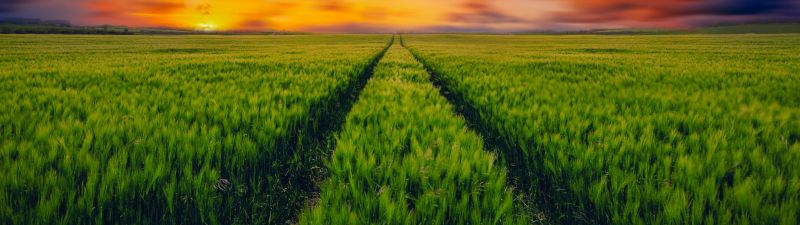 Grass field, Green Grass, Farmland, Sunset Orange, Landscape, Clouds