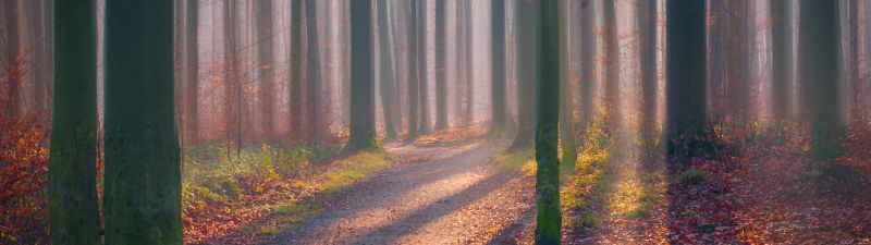 Autumn Forest, Fallen Leaves, Fog, Sun light, Shadow, Trees, Woods, 5K