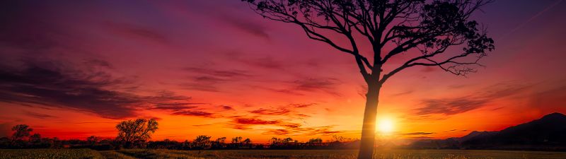 Sunset, Orange sky, Landscape, Purple, Clouds, Tree, Silhouette, 5K
