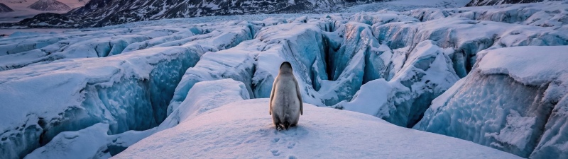 Nihilist penguin, Mountains, Walking, 5K, Glacier, Sunset, Antarctica