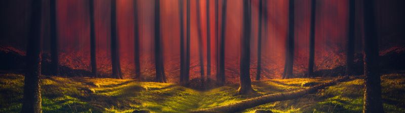 Sun rays, Forest, Grass, Woods, Tall Trees, Sunny, Orange, 5K