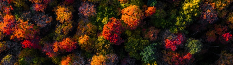 Fall Foliage, Aerial view, Autumn colors, Vibrant, Autumn Forest, 5K