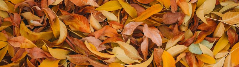 Leaves, Fall Foliage, Brown, Yellow background, 5K