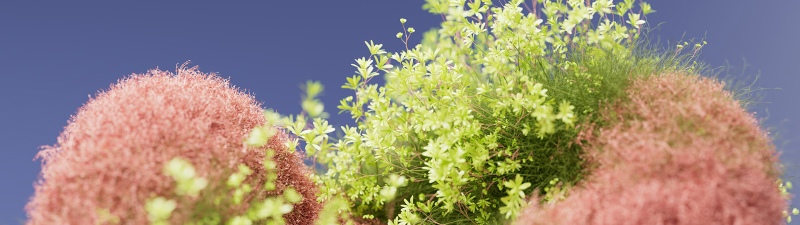 Macro, Bloom, Floral Background, 5K, Peach, Botanical, Bokeh, Microsoft Design