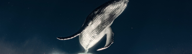 Humpback whale, Breaching, Ocean, Marine life, 5K, Surreal
