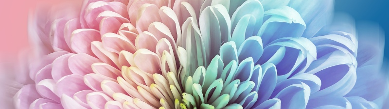 Chrysanthemum, Colorful, 5K, 8K, Pastel colors