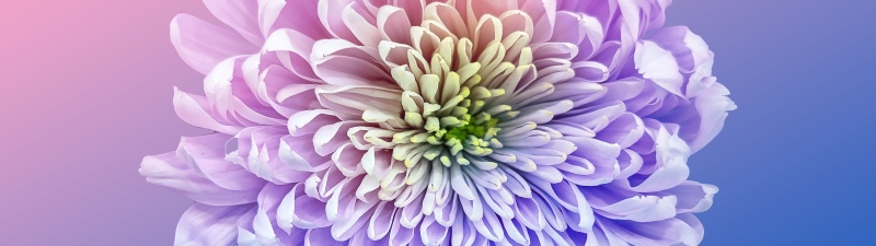 Chrysanthemum, Vibrant, 5K, 8K, Gradient background, Pastel colors