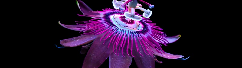 Passion Flower, Aluminium OS stock wallpaper