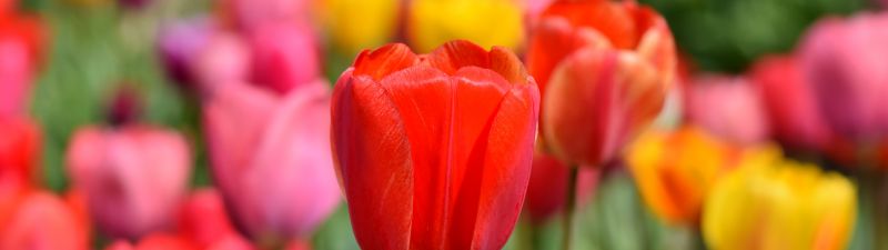 Tulip Field, Multicolor, Colorful, Flower garden, Spring, Blossom, Bloom, Red, Yellow, 5K