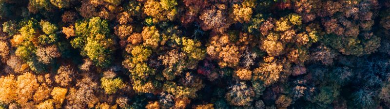 Autumn Forest, Aerial view, Autumn trees, Top View