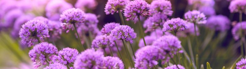 Purple Flowers, Flower garden, Blossom, Bloom, Spring, Bokeh, Vibrant, 5K