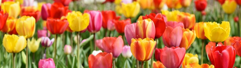 Tulip Field, Multicolor, Colorful, Red, Yellow, Flower garden, Tulip flowers, Green leaves, Blossom, Bloom, Spring, 5K, Tulip garden