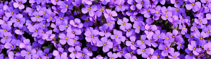 Aubrieta, Violet flowers, Blossom, Spring, Bloom, Purple, Floral Background, Aesthetic, 5K