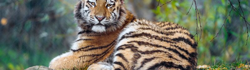 Young tigress, Carnivore, Autumn leaves, Grass, Wild animal, Zoo, Big cat, Predator, Portrait, Siberian tiger, 5K